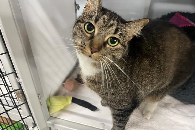 My name is Phyllis and I am ready for adoption. Learn more about me!