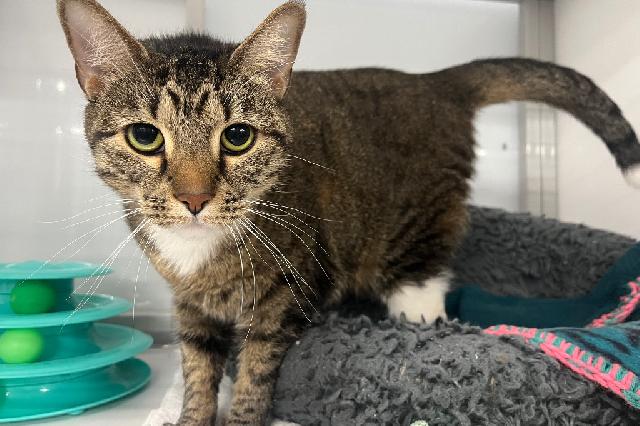 My name is Tempesetta and I am ready for adoption. Learn more about me!