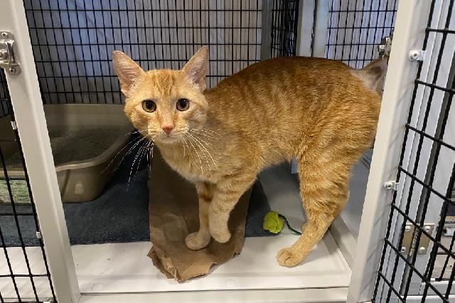 My name is Skimbleshanks and I am ready for adoption. Learn more about me!