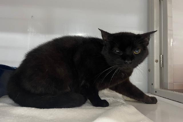 My name is Stevland and I am ready for adoption. Learn more about me!