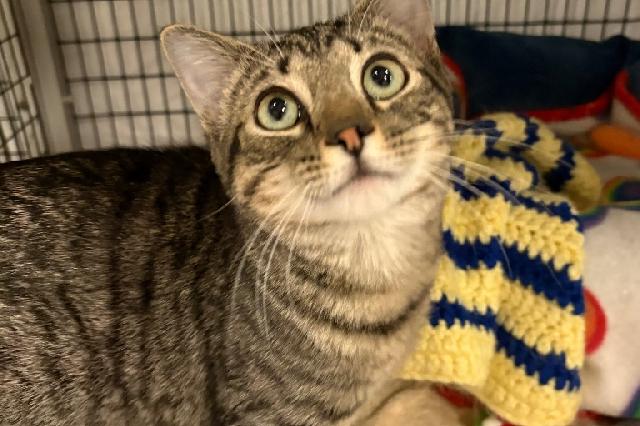 My name at SAFE Haven was Aloysius and I was adopted!