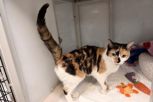 My name at SAFE Haven was Ferrah and I was adopted!