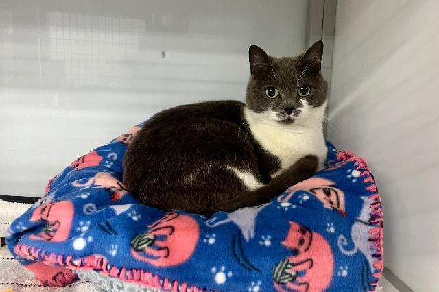 My name at SAFE Haven was Snapple and I was adopted!