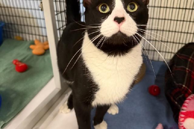 My name at SAFE Haven was Boom Box and I was adopted!