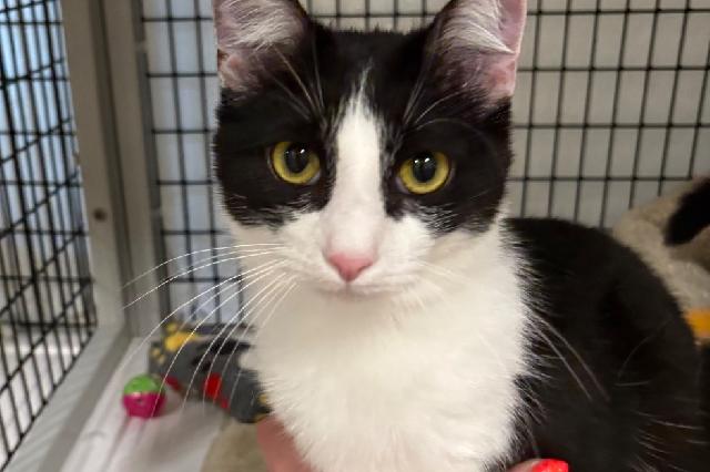 My name is Puffer Jacket and I am ready for adoption. Learn more about me!