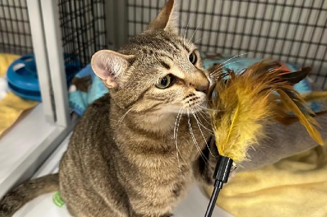 My name is Celery Salt and I am ready for adoption. Learn more about me!