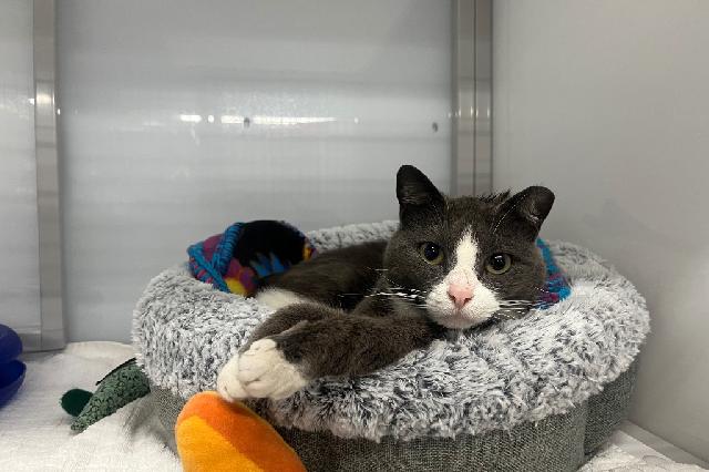 My name is Vena and I am ready for adoption. Learn more about me!