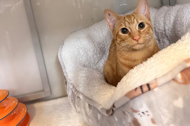 My name is Murphy and I am ready for adoption. Learn more about me!