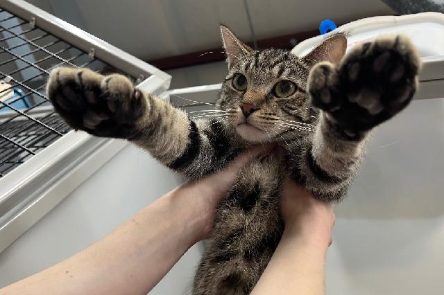 My name at SAFE Haven was Stanford Pines and I was adopted!