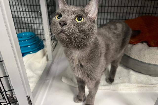 My name is Sir Edmonton and I am ready for adoption. Learn more about me!