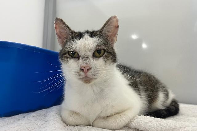 My name is Eliana and I am ready for adoption. Learn more about me!