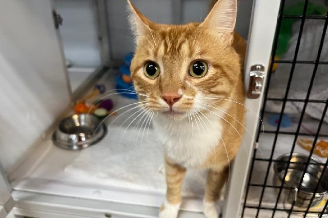 My name is Nacho Cheese Dorito and I am ready for adoption. Learn more about me!