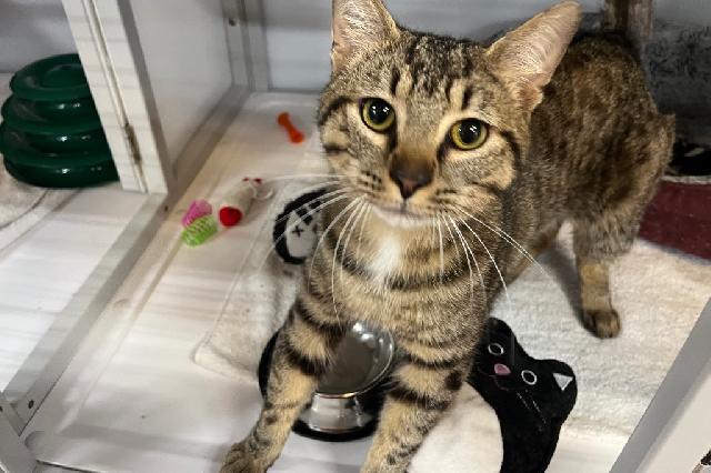 My name at SAFE Haven was Aleppo Pepper and I was adopted!