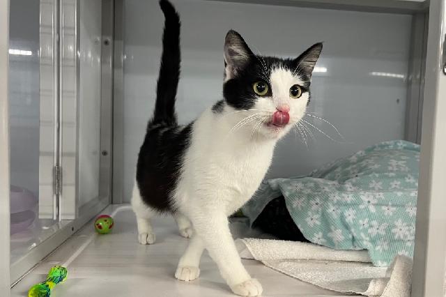 My name is Tanka Jahari and I am ready for adoption. Learn more about me!