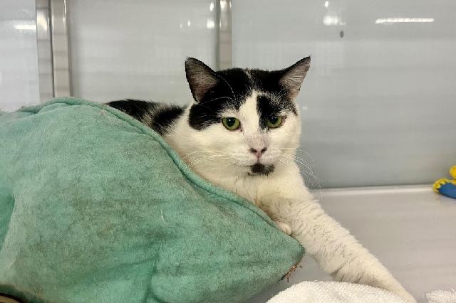 My name is Ducklett and I am ready for adoption. Learn more about me!