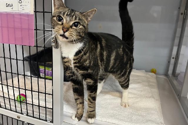 My name at SAFE Haven was Gooselett and I was adopted!
