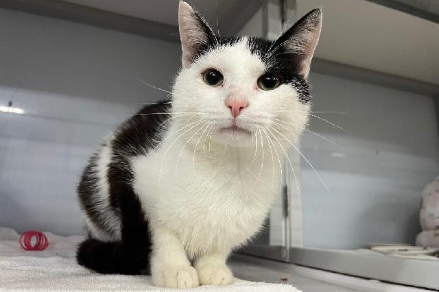 My name is Swanlett and I am ready for adoption. Learn more about me!