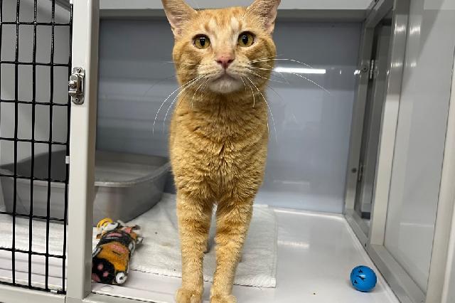 My name is Craigory and I am ready for adoption. Learn more about me!