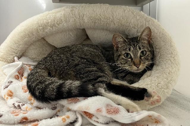 My name is Cutiefly and I am ready for adoption. Learn more about me!