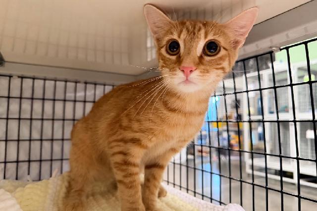 My name is Seemba and I am ready for adoption. Learn more about me!