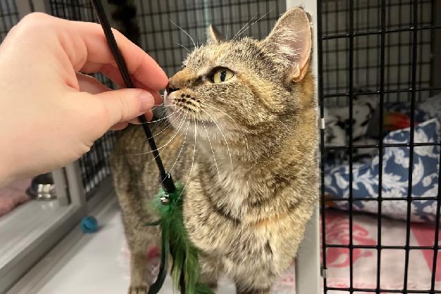 My name at SAFE Haven was Momosa and I was adopted!