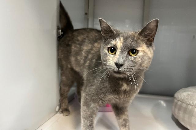 My name is Gleam and I am ready for adoption. Learn more about me!