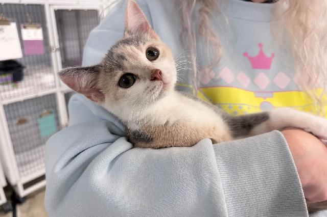 My name at SAFE Haven was Mirabelle and I was adopted!