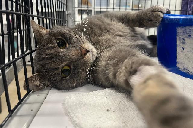 My name is Raskal and I am ready for adoption. Learn more about me!