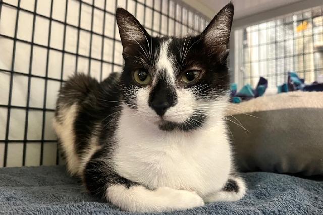 My name is Pytoki and I am ready for adoption. Learn more about me!