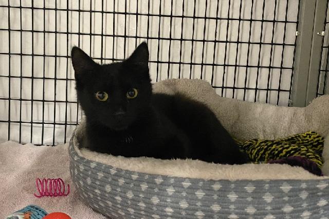 My name is Glynda and I am ready for adoption. Learn more about me!