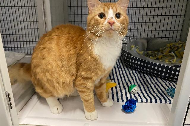 My name is Oxprit and I am ready for adoption. Learn more about me!