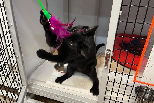 My name is Bonsly and I am ready for adoption. Learn more about me!