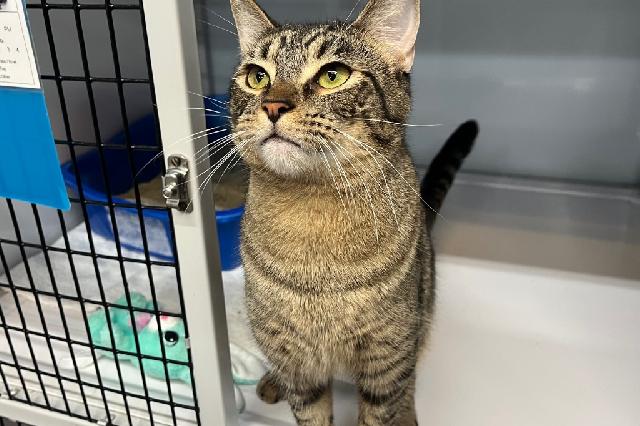 My name at SAFE Haven was Taleggio and I was adopted!