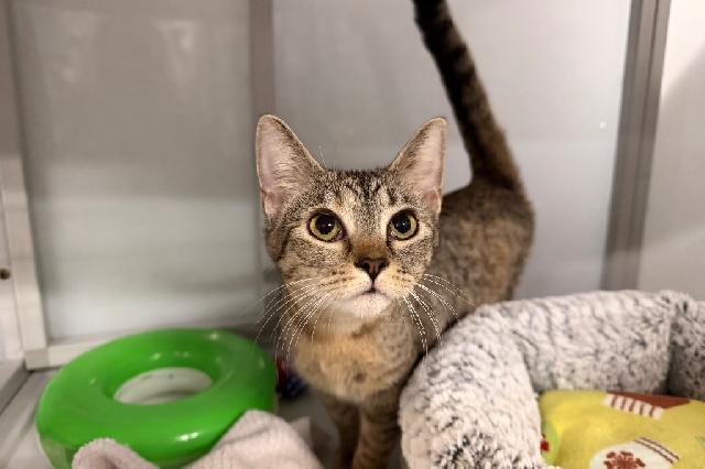 My name at SAFE Haven was Crabcakes and I was adopted!