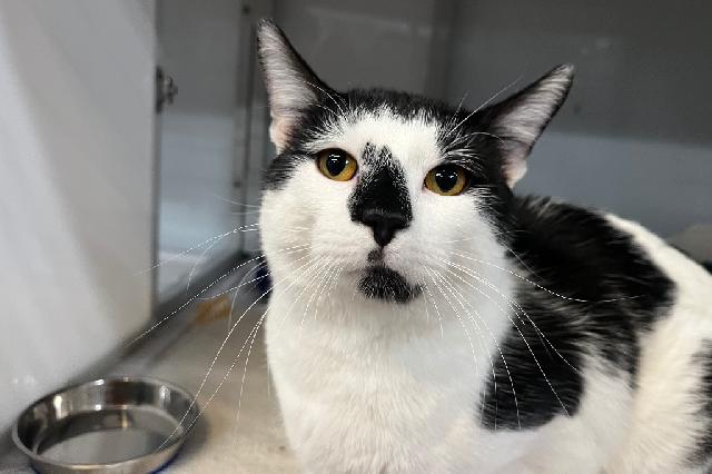 My name at SAFE Haven was Frankincense and I was adopted!