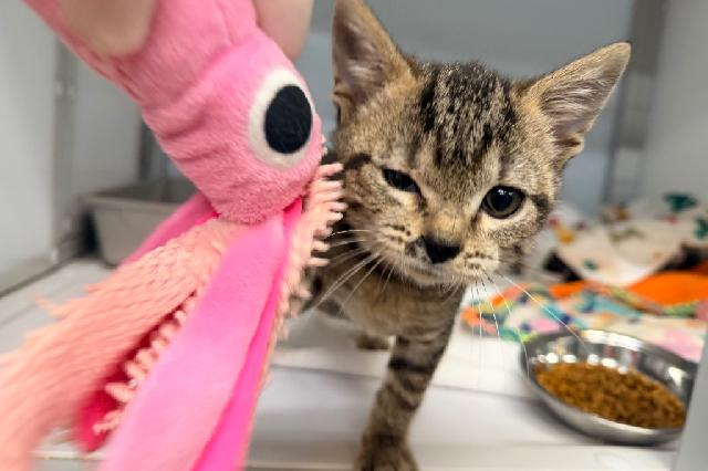 My name is Narvi and I am ready for adoption. Learn more about me!