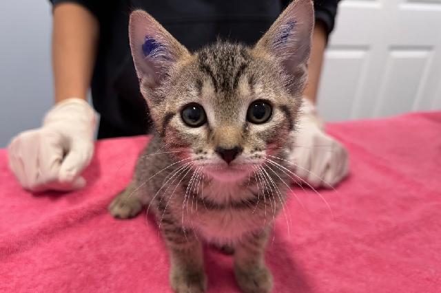 My name is Dione and I am ready for adoption. Learn more about me!