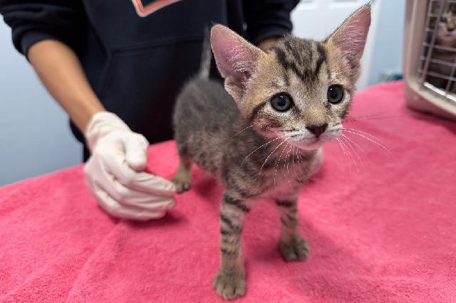 My name is Rhea and I am ready for adoption. Learn more about me!