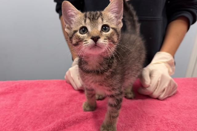 My name is Ymir and I am ready for adoption. Learn more about me!