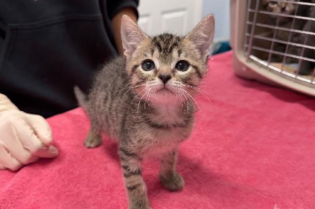 My name is Thrymr and I am ready for adoption. Learn more about me!