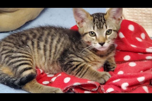My name is Aegir and I am ready for adoption. Learn more about me!