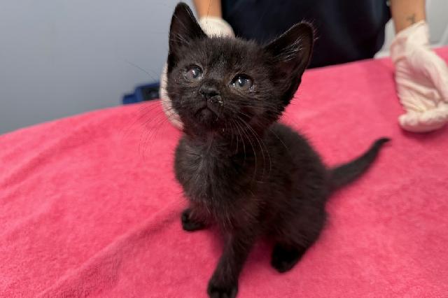 My name is Tarvos and I am ready for adoption. Learn more about me!