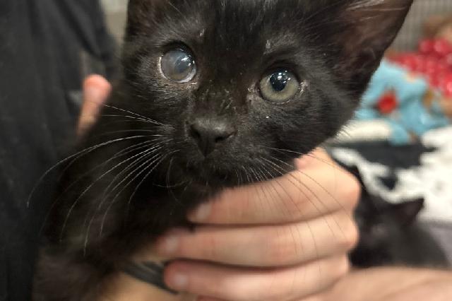 My name is Skoll and I am ready for adoption. Learn more about me!