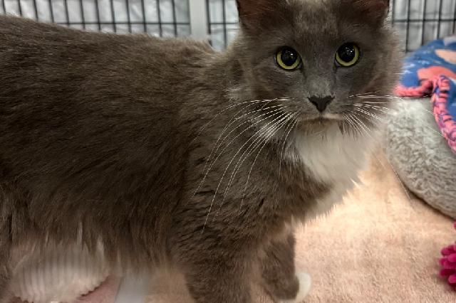 My name at SAFE Haven was Tea Kettle and I was adopted!