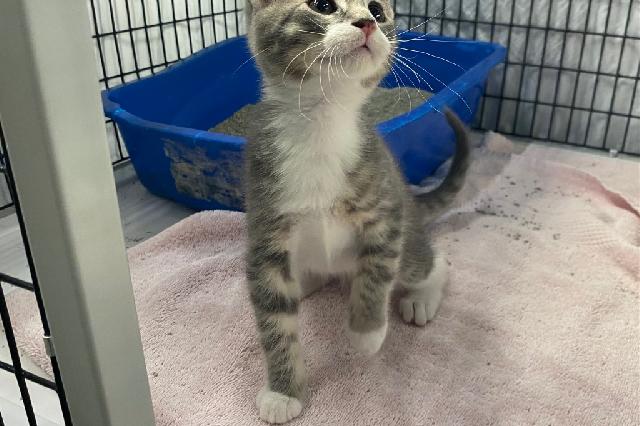 My name at SAFE Haven was Noisette and I was adopted!