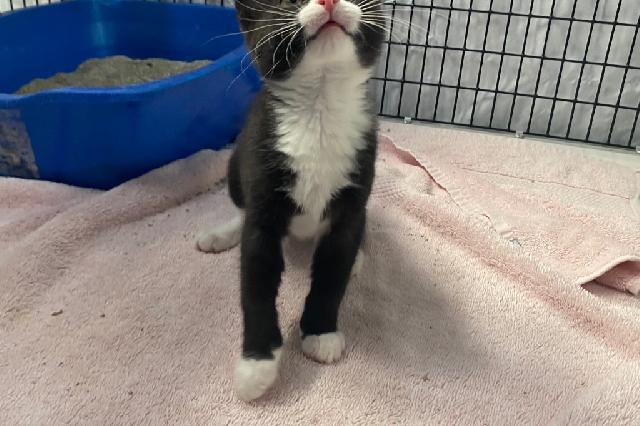 My name is Briar and I am ready for adoption. Learn more about me!