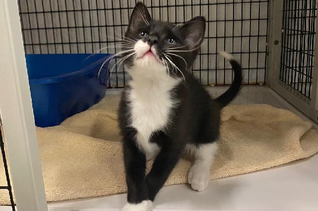My name at SAFE Haven was Tea Moss and I was adopted!
