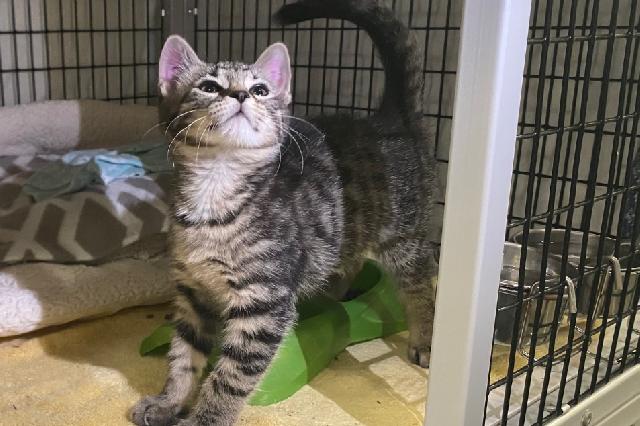 My name is Tea Rose and I am ready for adoption. Learn more about me!
