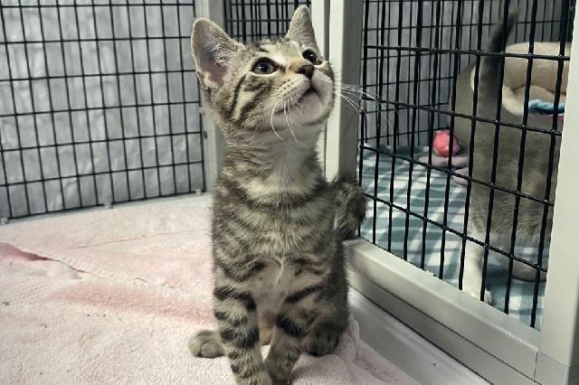 My name at SAFE Haven was Floribunda and I was adopted!