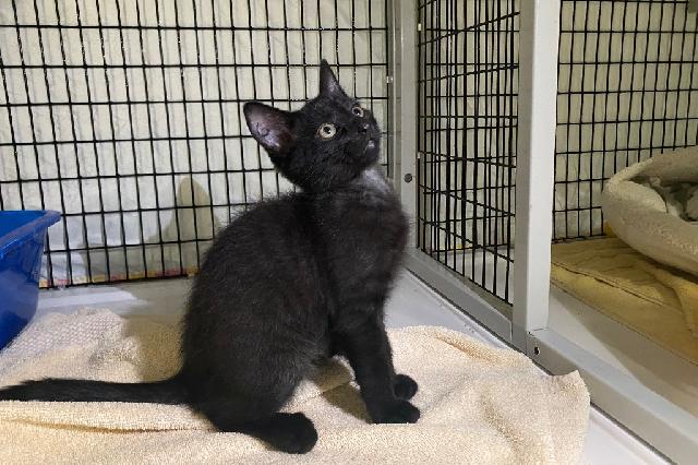 My name is Damask and I am ready for adoption. Learn more about me!